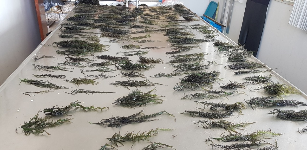 Iniciativa del Fondo de Innovación beneficiará a 250 pescadores algueros de La Libertad