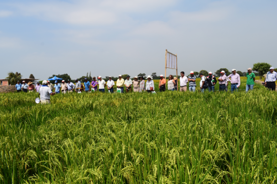 Cooperación Española financia proyecto innovador para una mejor gestión del agua en el cultivo del arroz