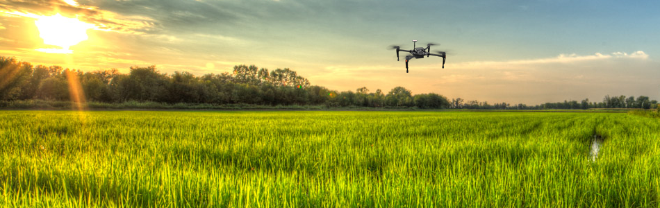 Cooperación Española financia proyecto innovador para una mejor gestión del agua en el cultivo del arroz